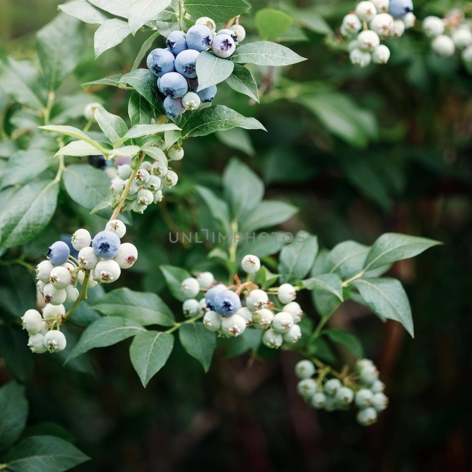 Blueberries (heathberry) growing on bush in a field