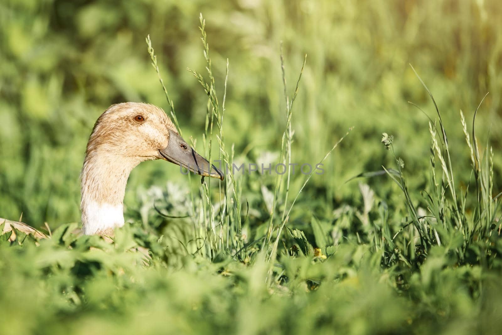 A happy duck rests in the grass and enjoys freedom. Summer time, free range poultry, green foliage background.