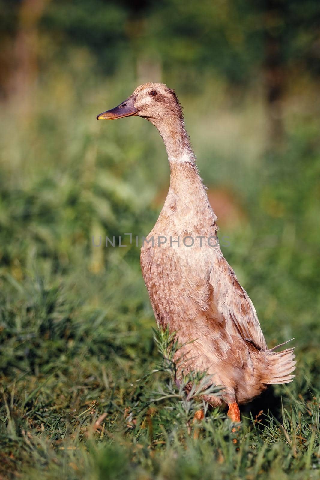 Indian runner duck walking in the garden by Lincikas