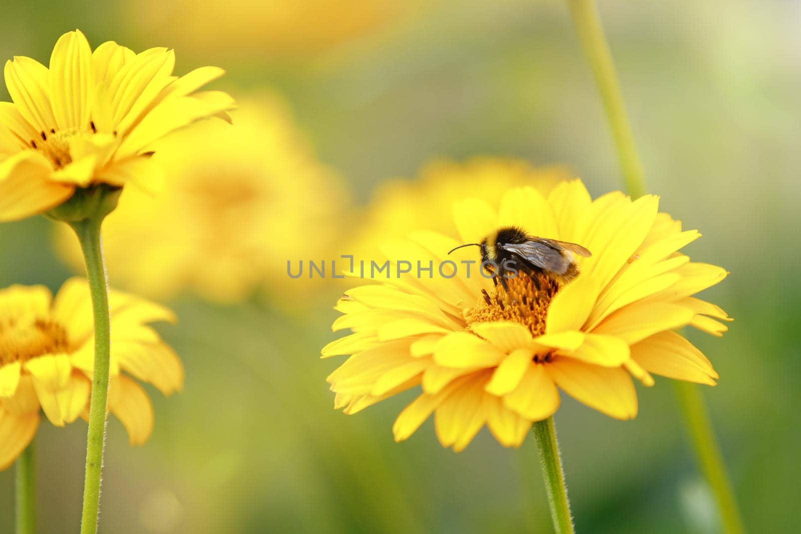 Bumblebee collecting honey on echinacea. Sunny summer background