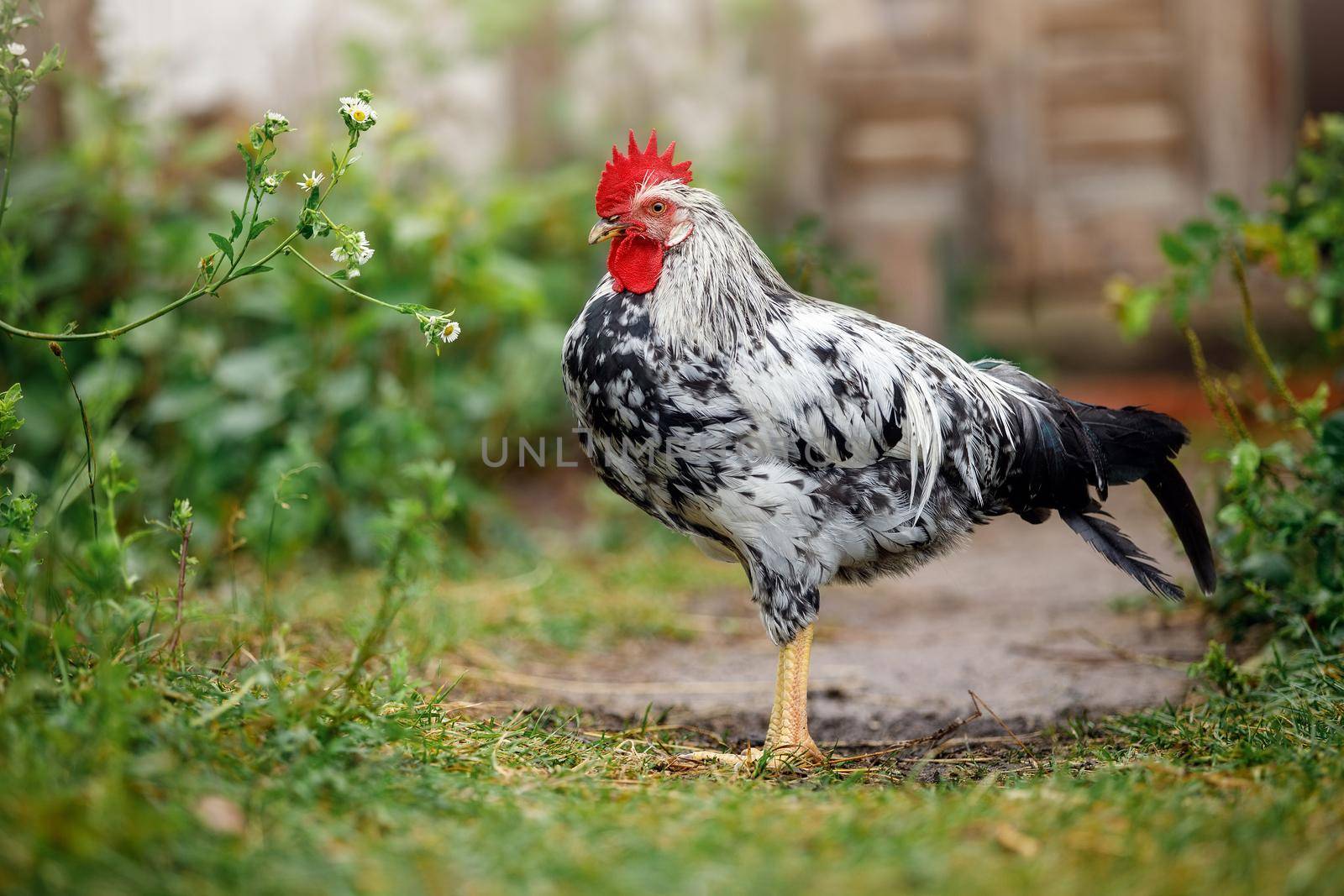 A black and white young rooster stands quietly in a rural yard near to green vegetation by Lincikas