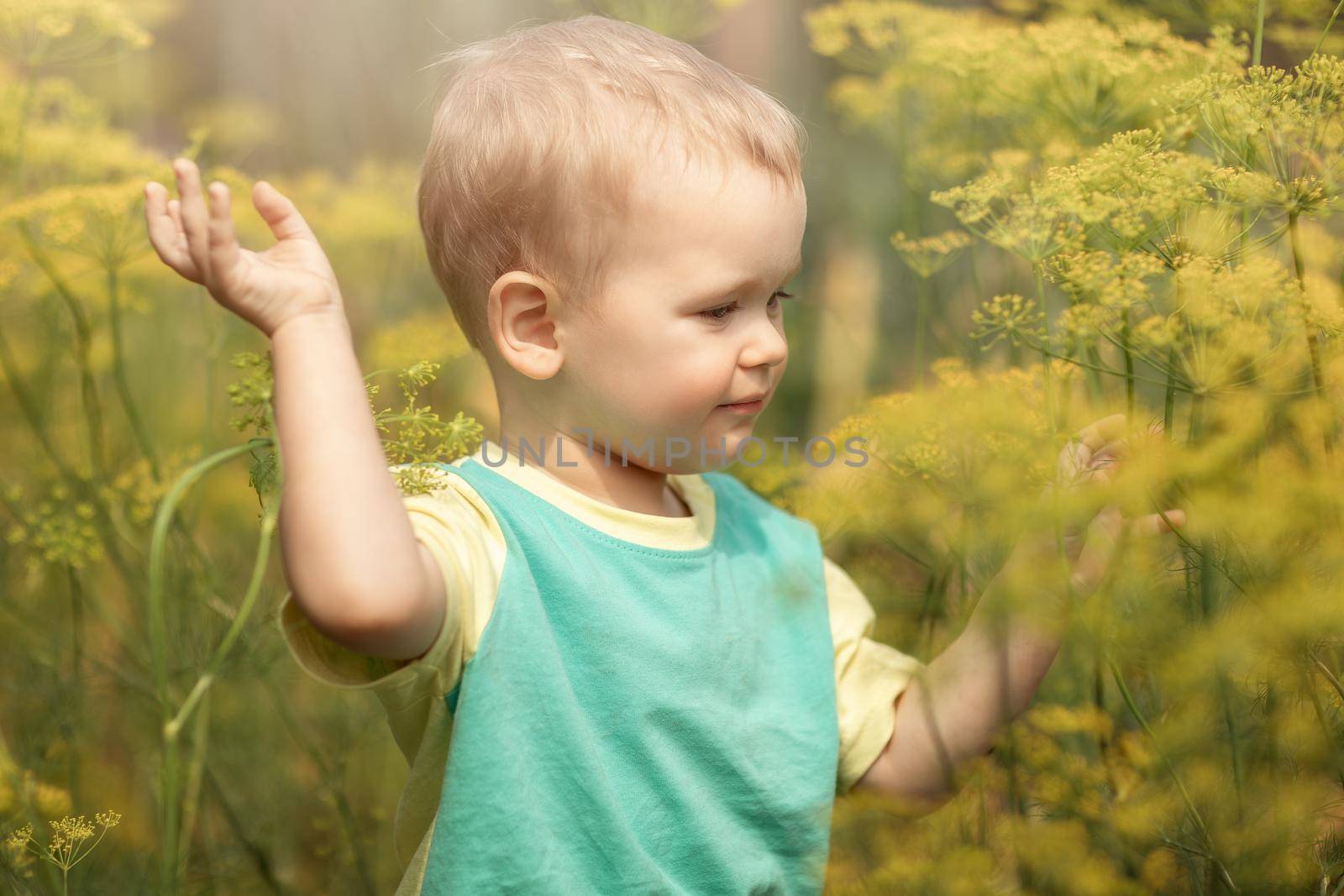 A little boy in the garden walks among the large, yellow dill plants.