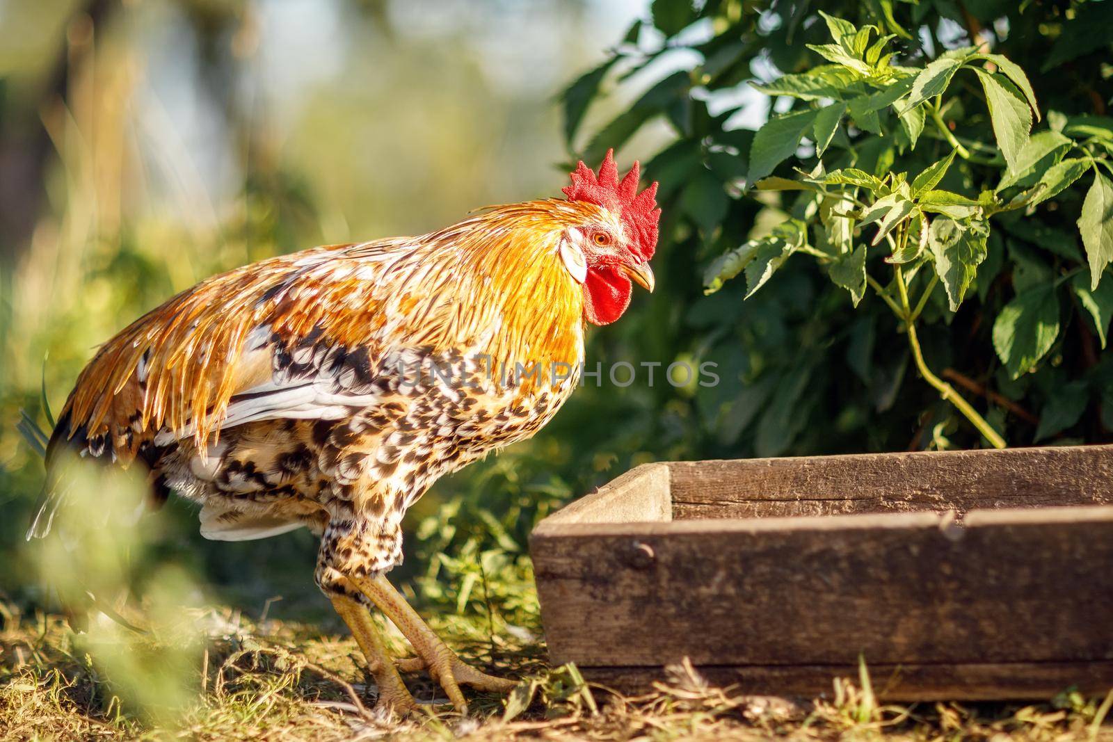 A small young rooster, a trough and a green plant by Lincikas