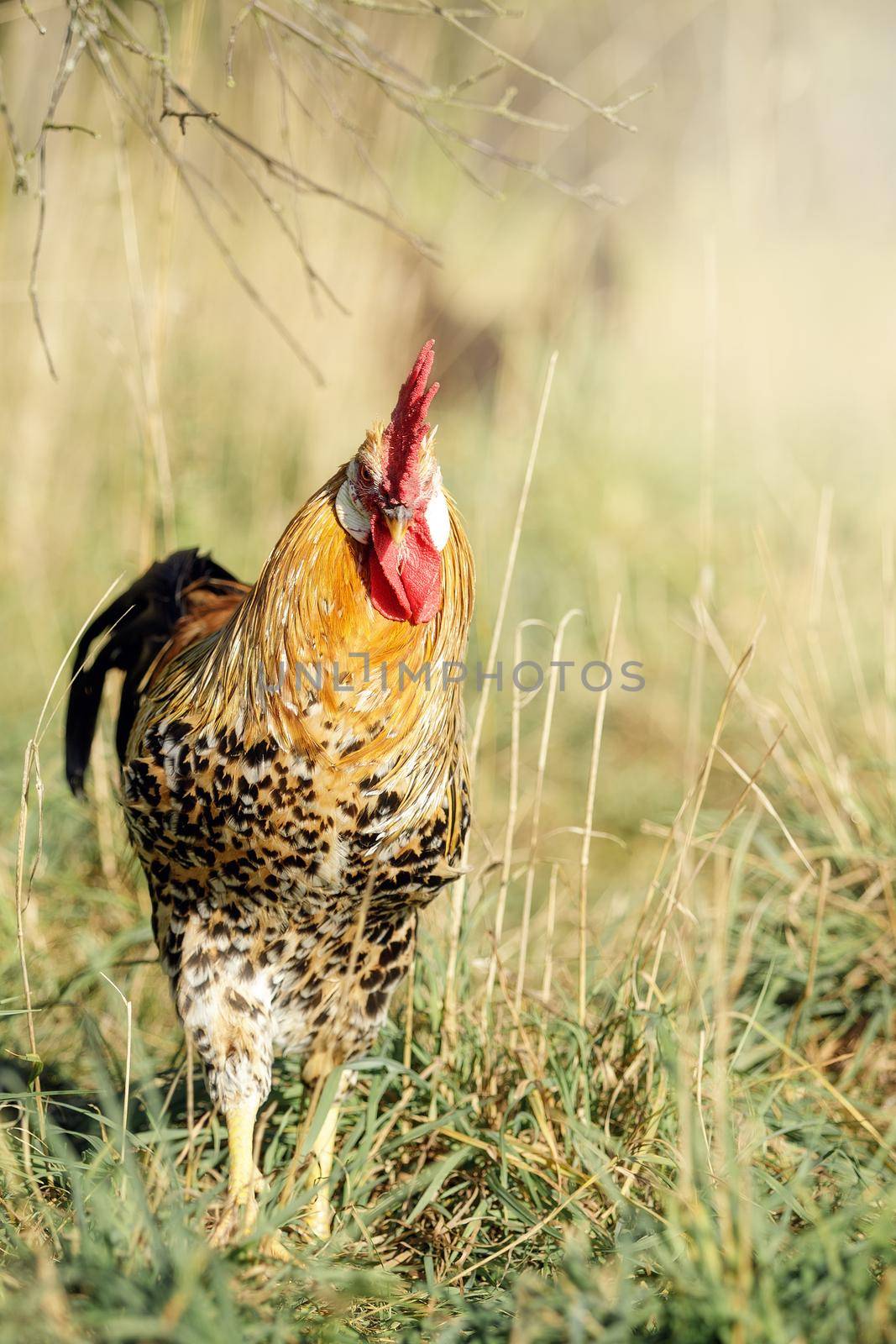 A beautiful colorful rooster in dry grass field at a farm.