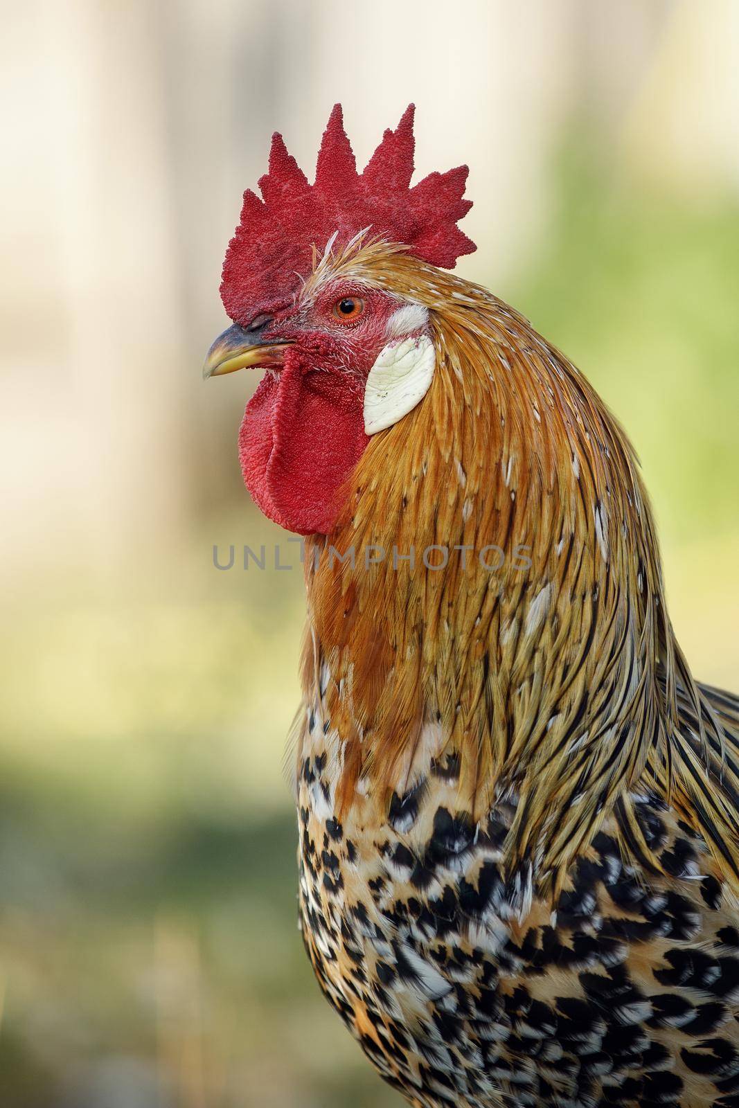 Close-up profile portrait of an orange variegated rooster.