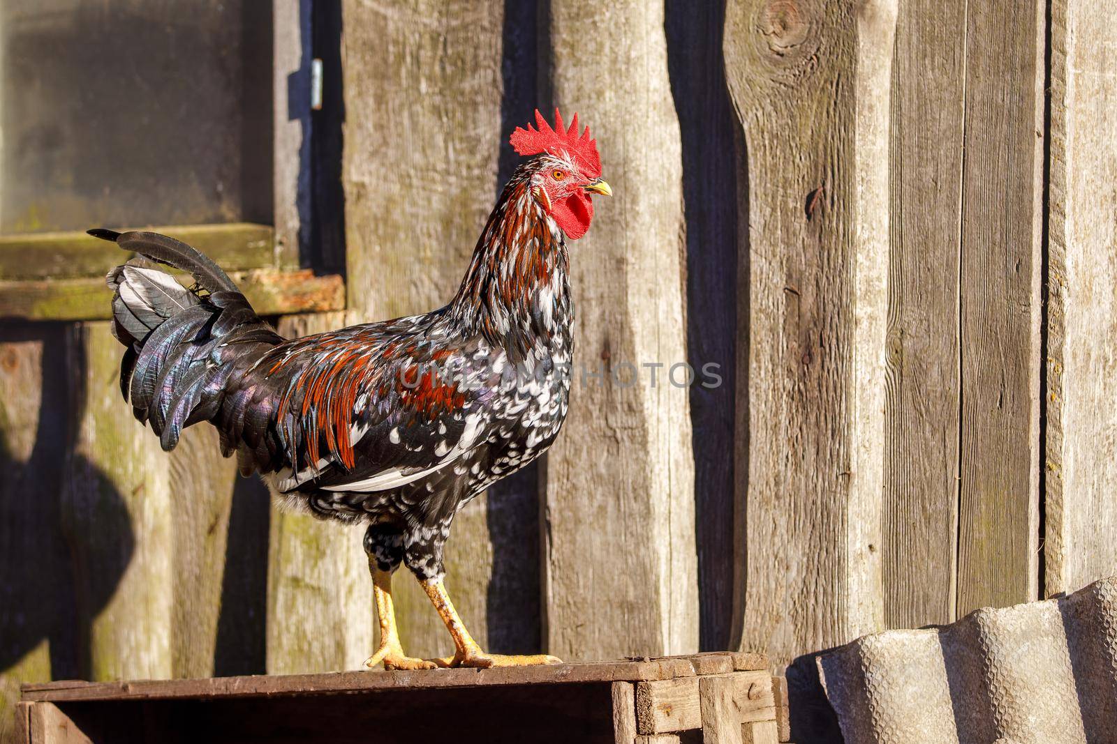 Variegated and colorful cock walks on old brown boards by Lincikas