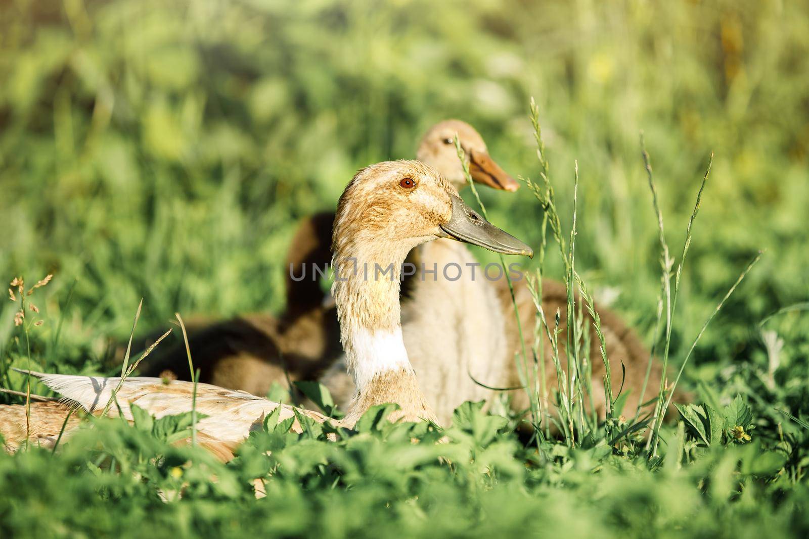 A group of brown ducks resting in the grass on a hot day.