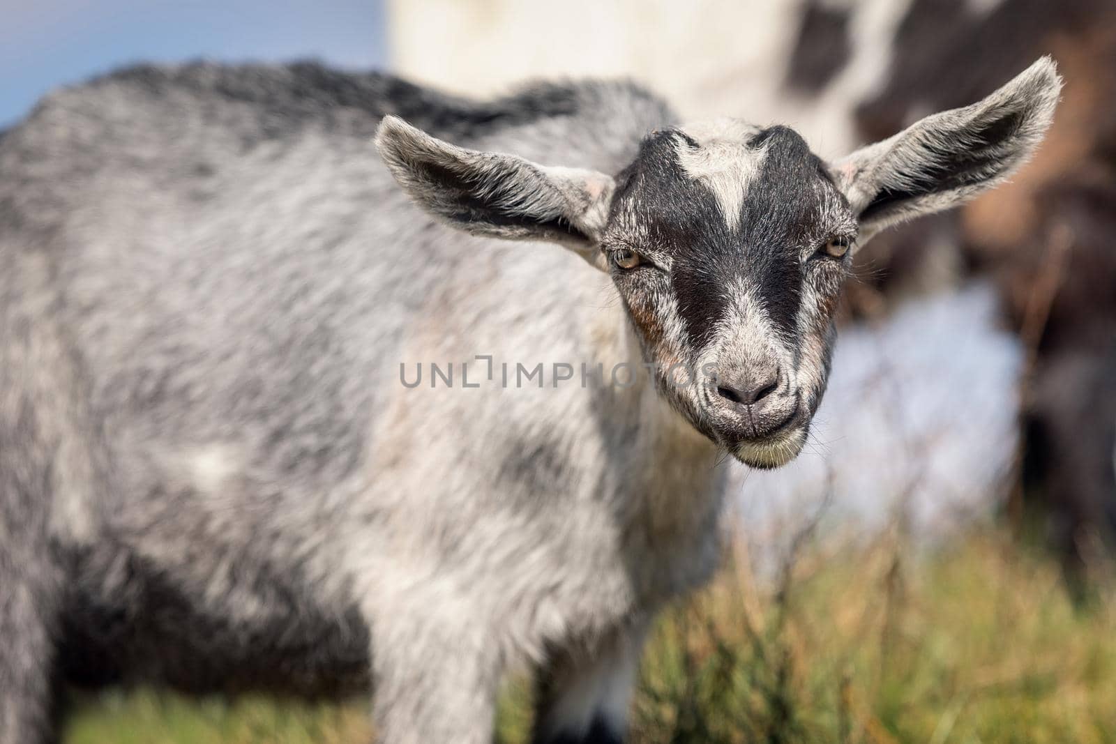 Gray goatling makes a smart a questioning look face by Lincikas