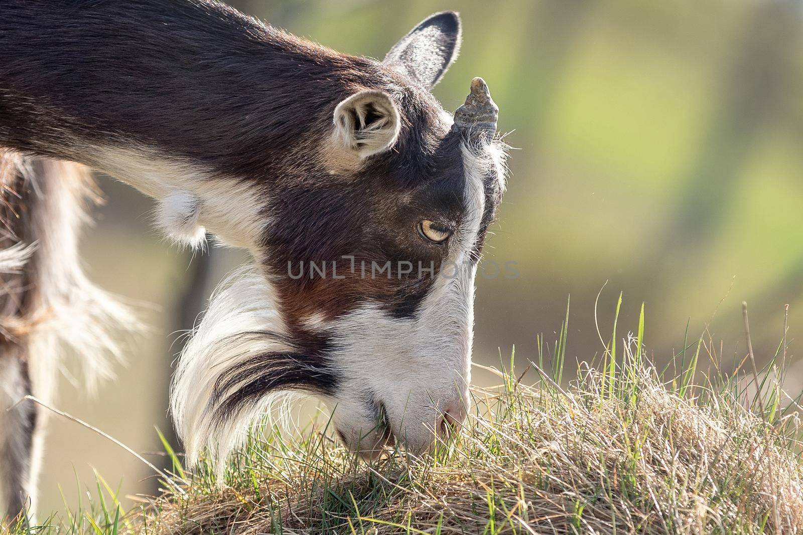 Portrait of a brown goat in profile with a beard and one horn by Lincikas