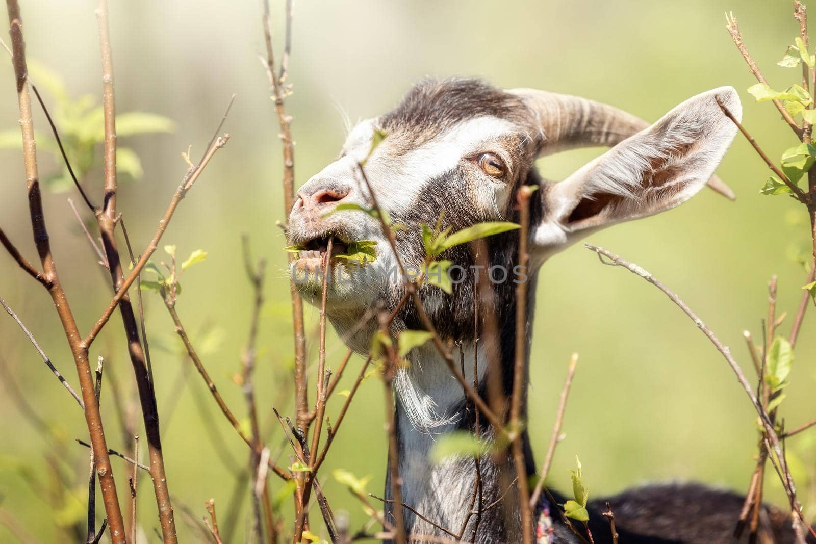 Young goat gnaws on a twig of a bush and sees its teeth.