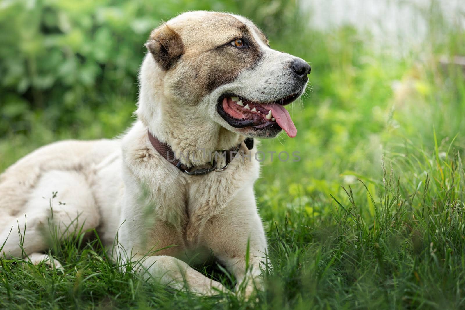 Asian Shepherd dog portrait on the green grass background by Lincikas