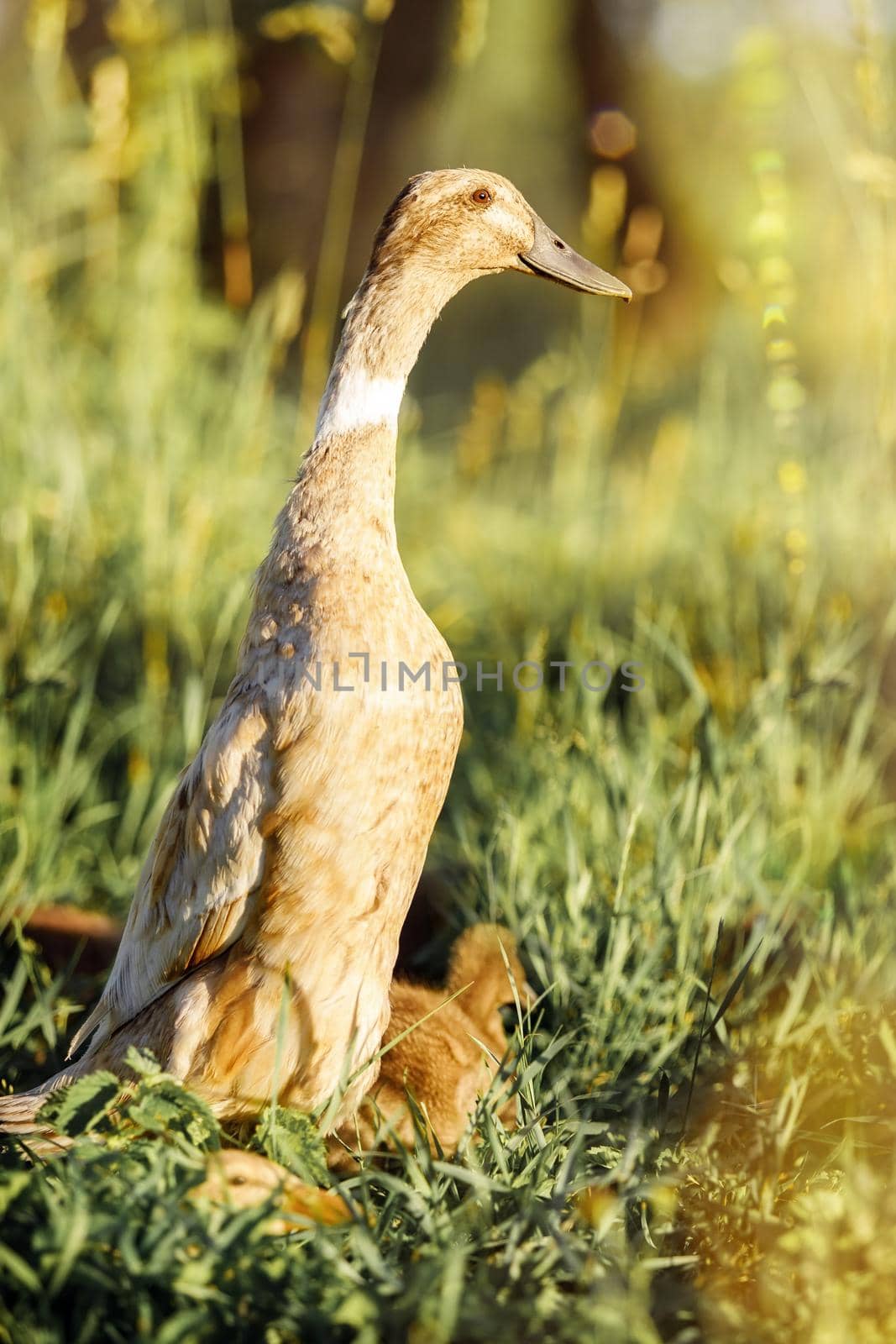 Indian Runner Duck, Anas platyrhynchos domesticus, female with brown beak, standing in high grass, on a green nature background.