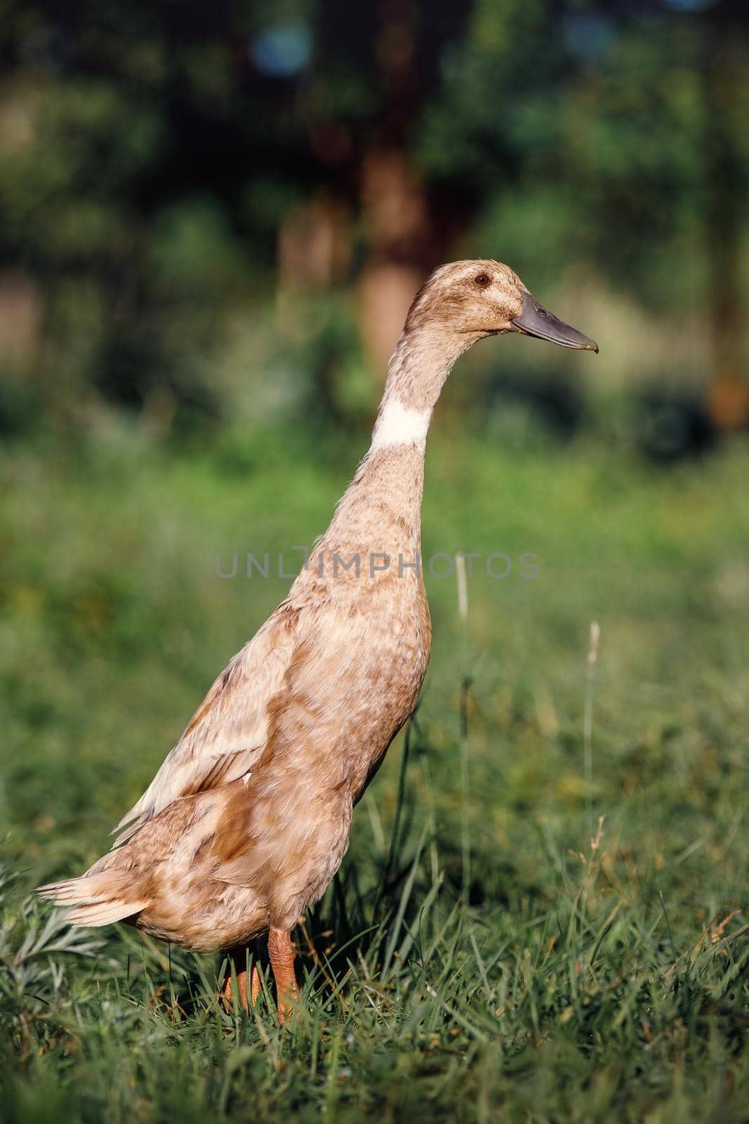 One brown duck walks in a country garden. Free range poultry, green blurred background.