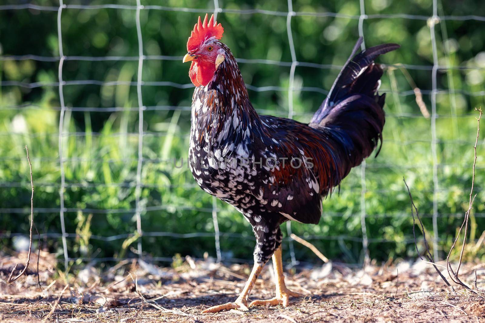 Spotted young rooster hybrid, walking in a green foliage background near the enclosure.