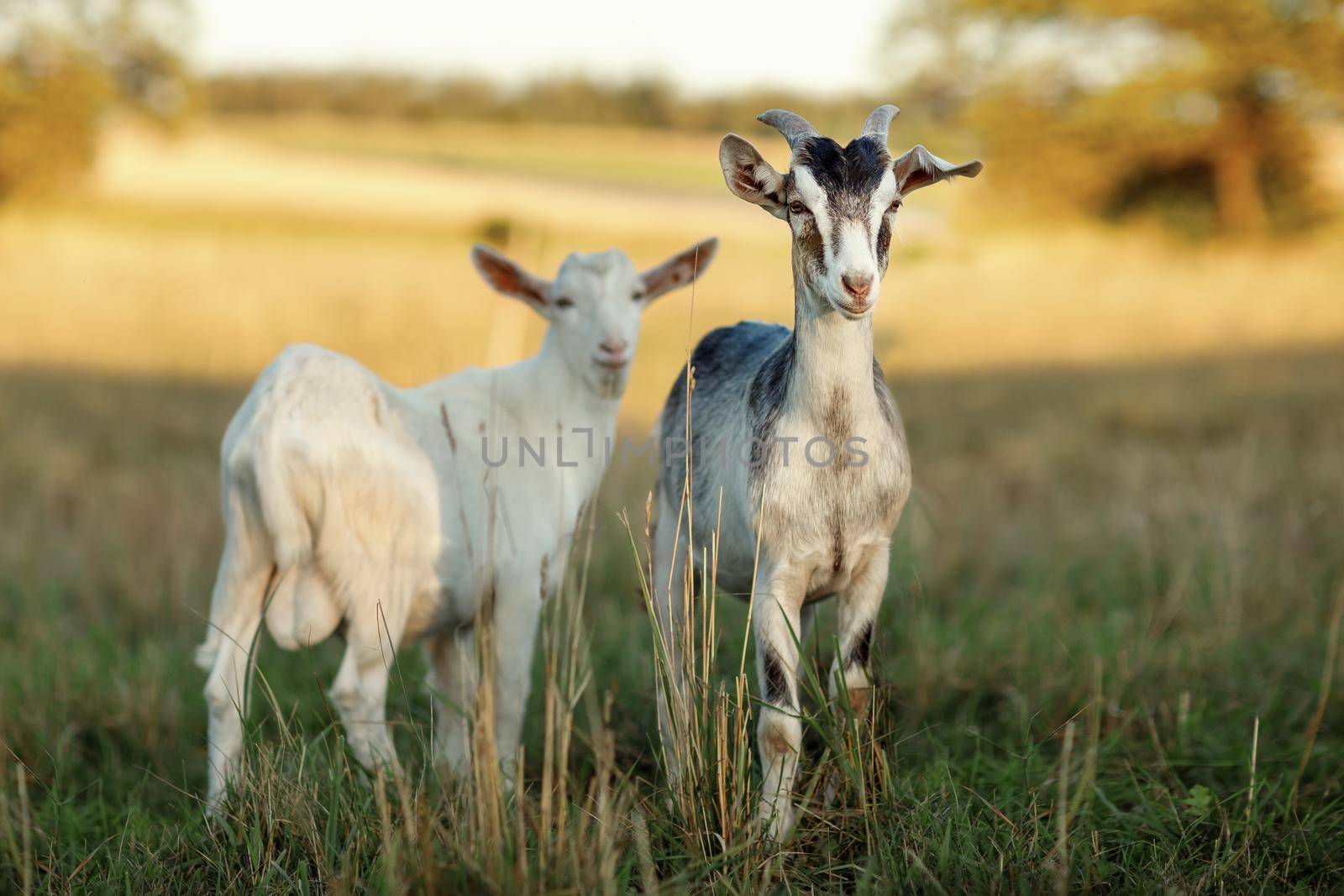 Horny she-goat and a white buck,  stands on a meadow, golden sunset background.