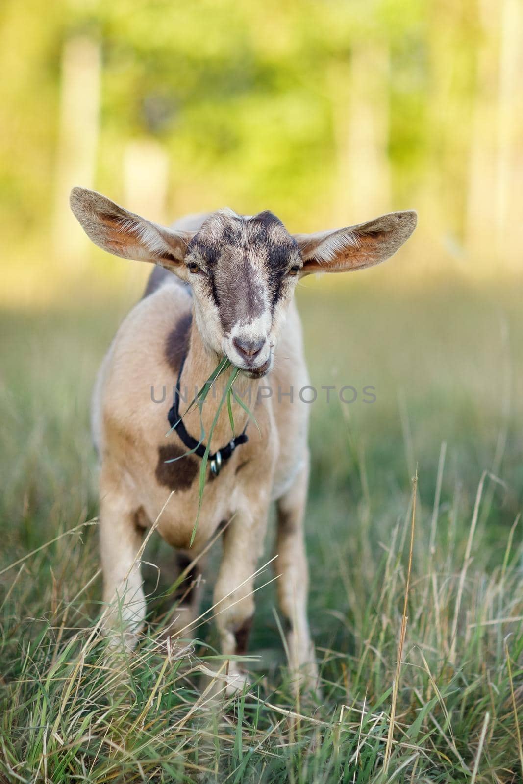 Little goat eats grass, and golden light forest in the background by Lincikas