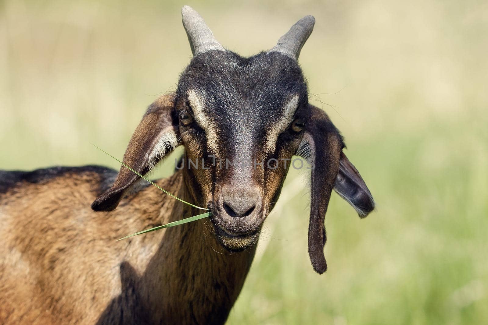 South african boer goatling portrait, with grass in her mouth, in nature, outdoor.