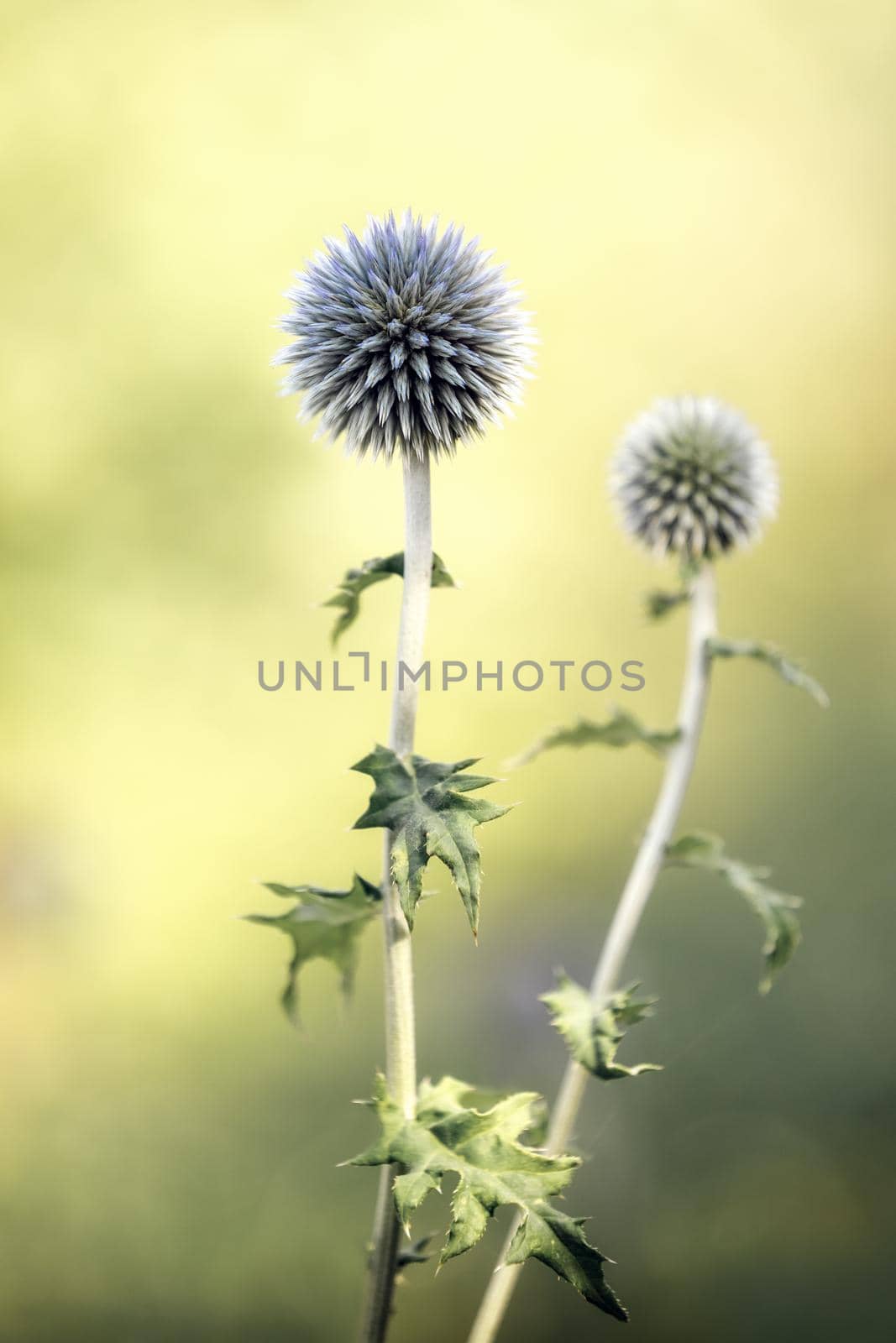 Blue Sea, violet holly healthcare flowers. Summer fantasy background.