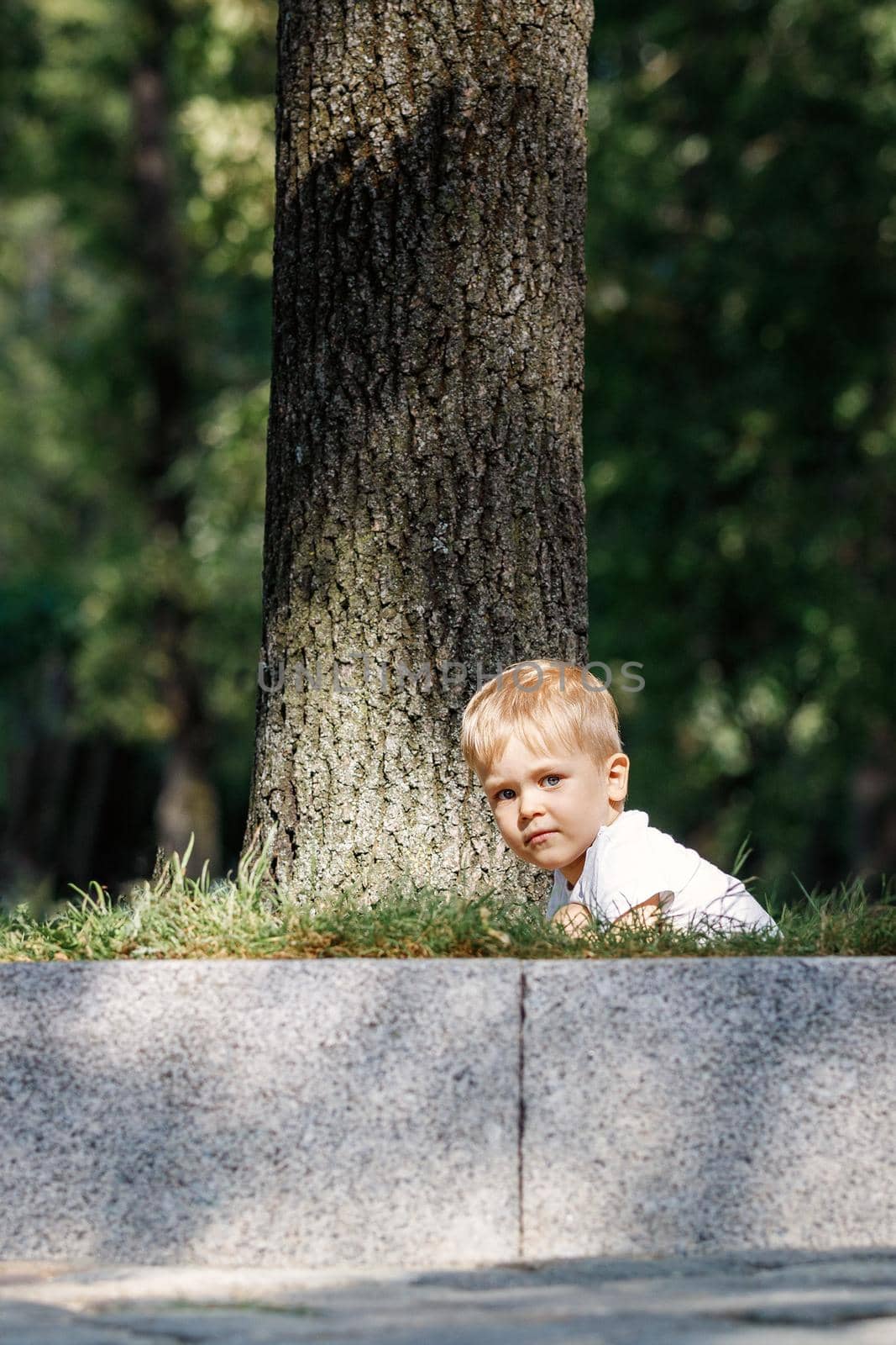 A little boy is hiding near a big tree. A child peeks out from behind a tree trunk by Lincikas