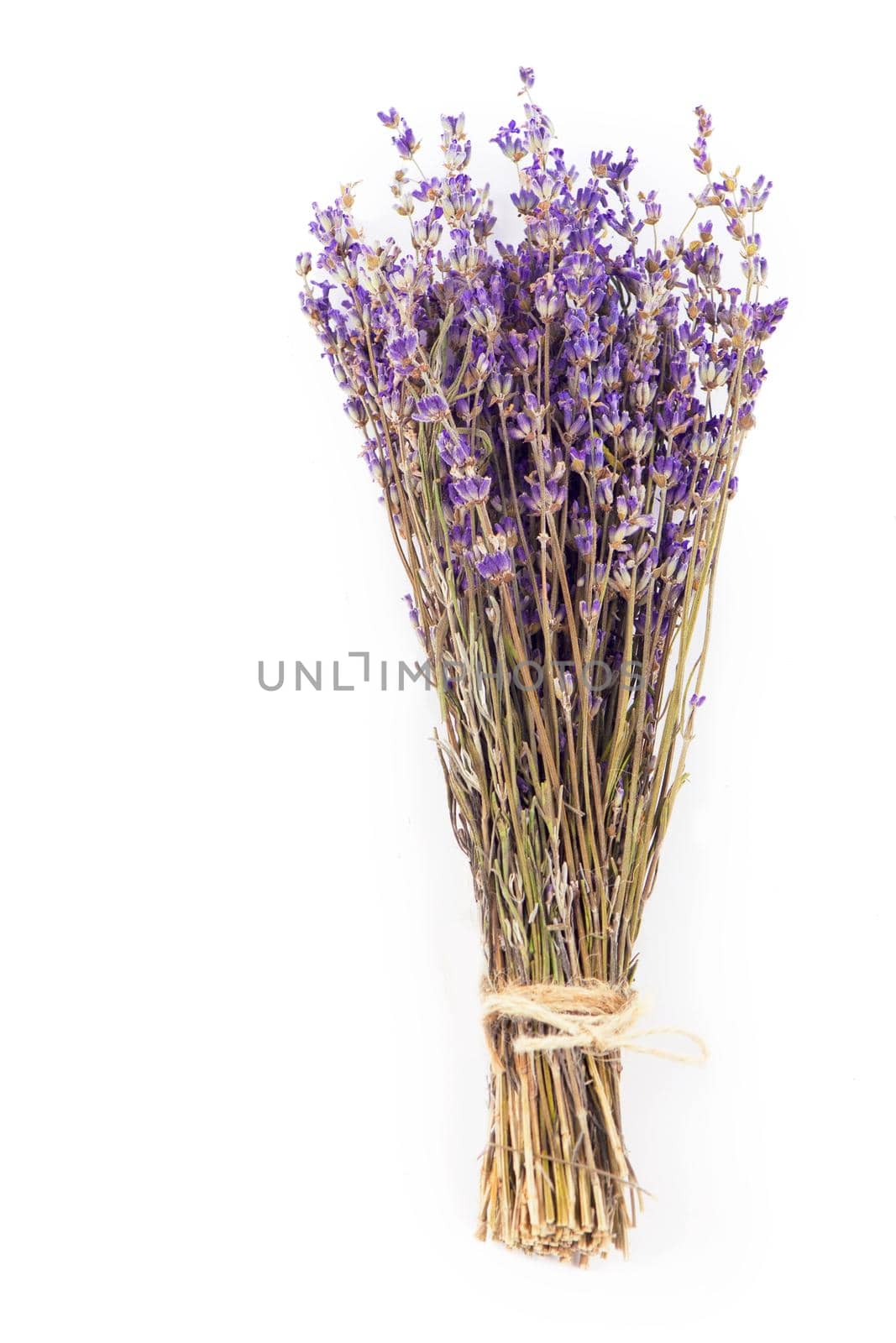 bunch of dried lavender isolated on white background by aprilphoto