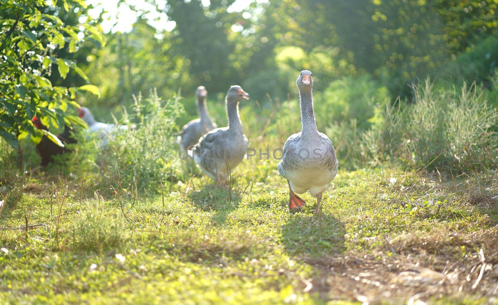 Beautiful geese on a farm. Domestic goose. Goose farm. geese enjoying a morning walk on a farm. Domestic goose. Goose farm.