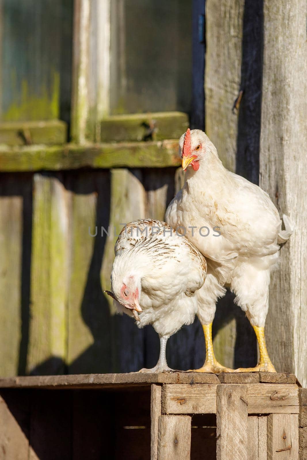 Portrait of white hen with red crest on poultry chicken farm. Meat animals farming. Broiler livestock bird,source of natural food