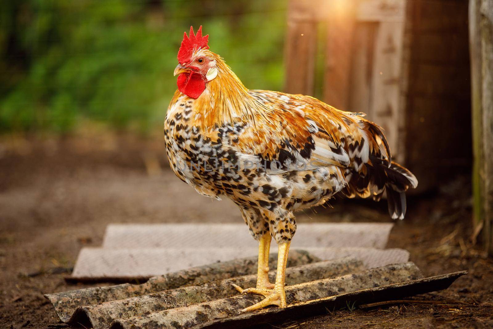 Great speckled rooster in a rural farmyard by Lincikas