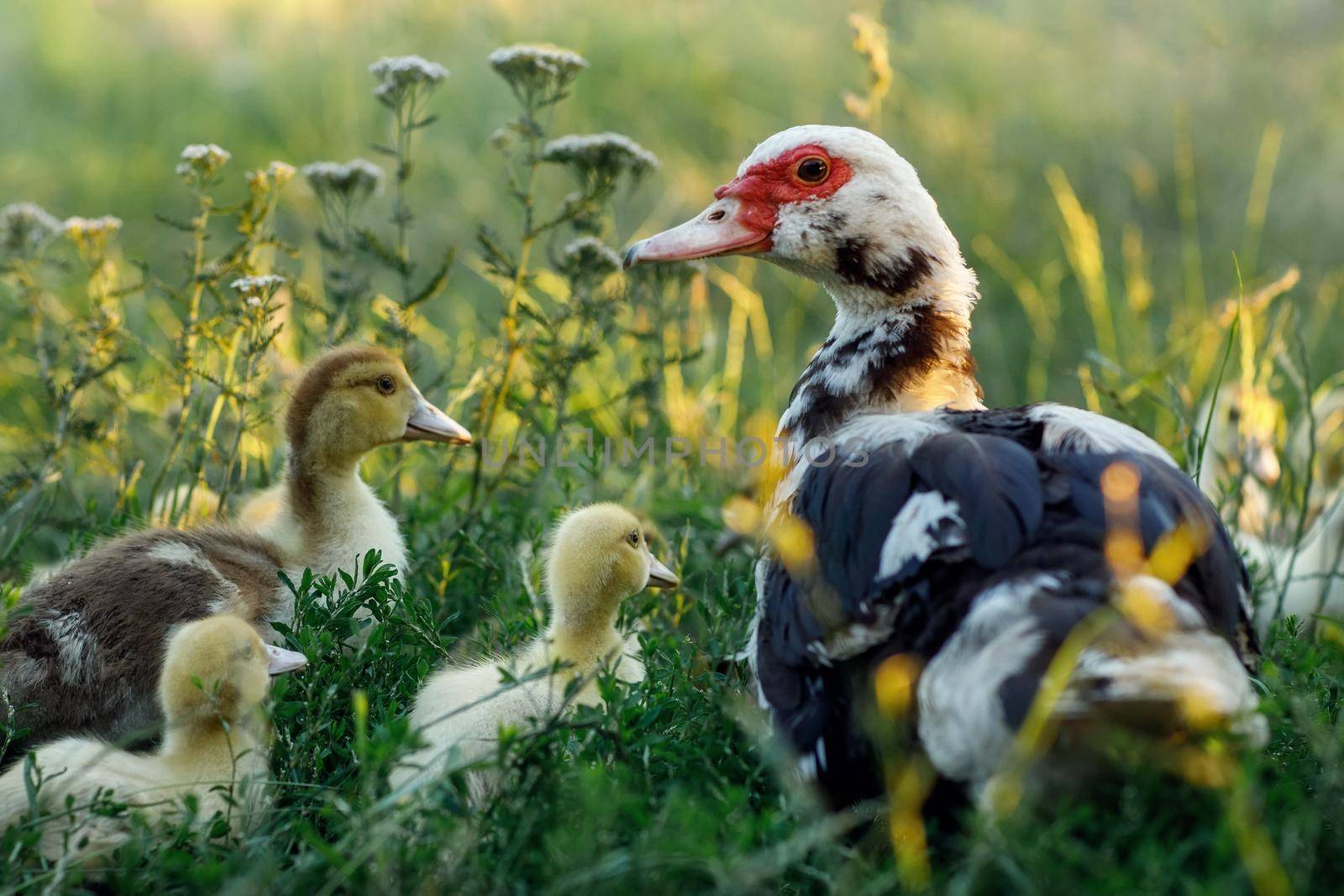 A musk duck in a green meadow teaches its children to know the environment.