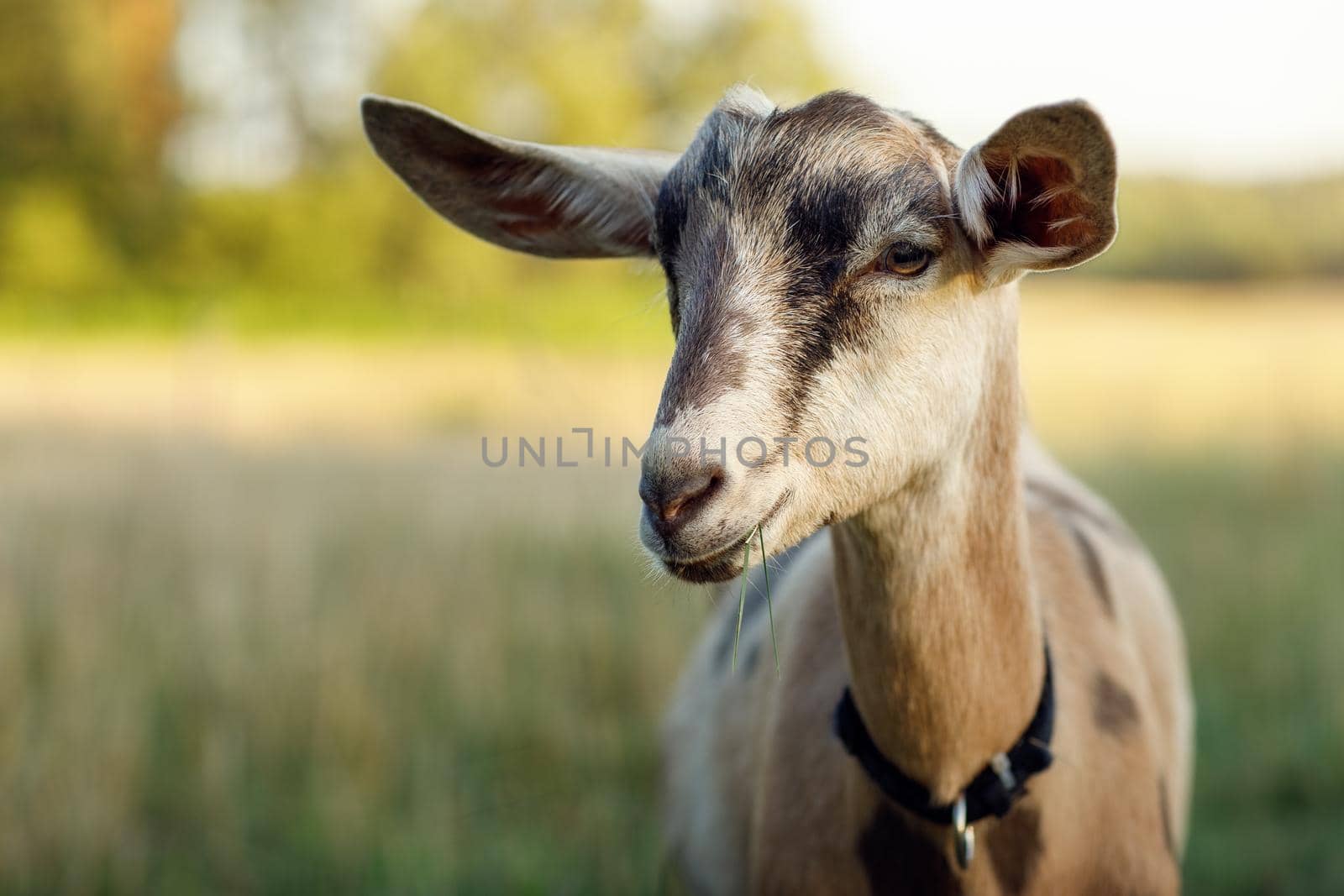 Sympathetic young goat with two herbs in the mouth smiling to us. Blurred landscape in the background, Lithuania rural.