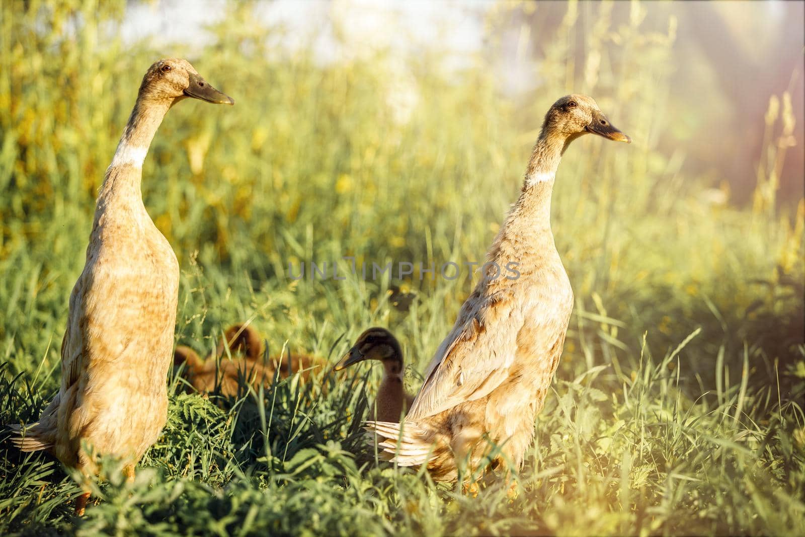 Pair of Indian runner duck with their children in the meadow.