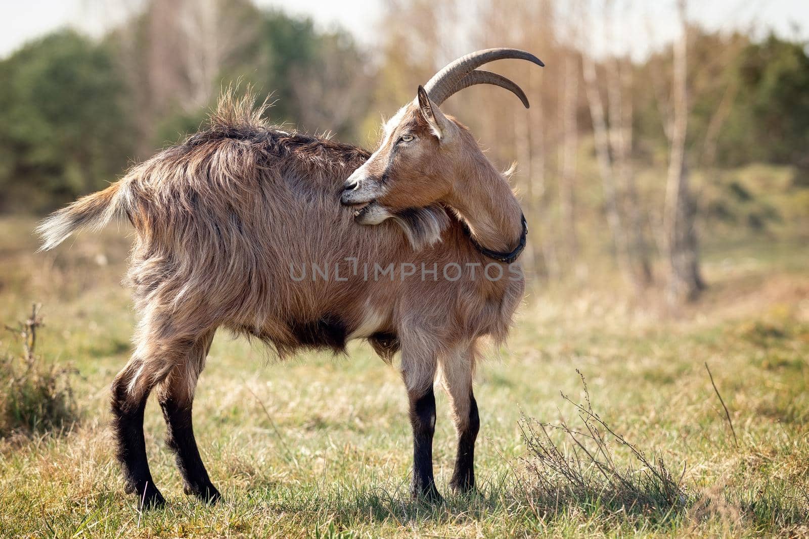 Brown-haired, a goat with long horns stands in the meadow during the summer and scratch its fur. 