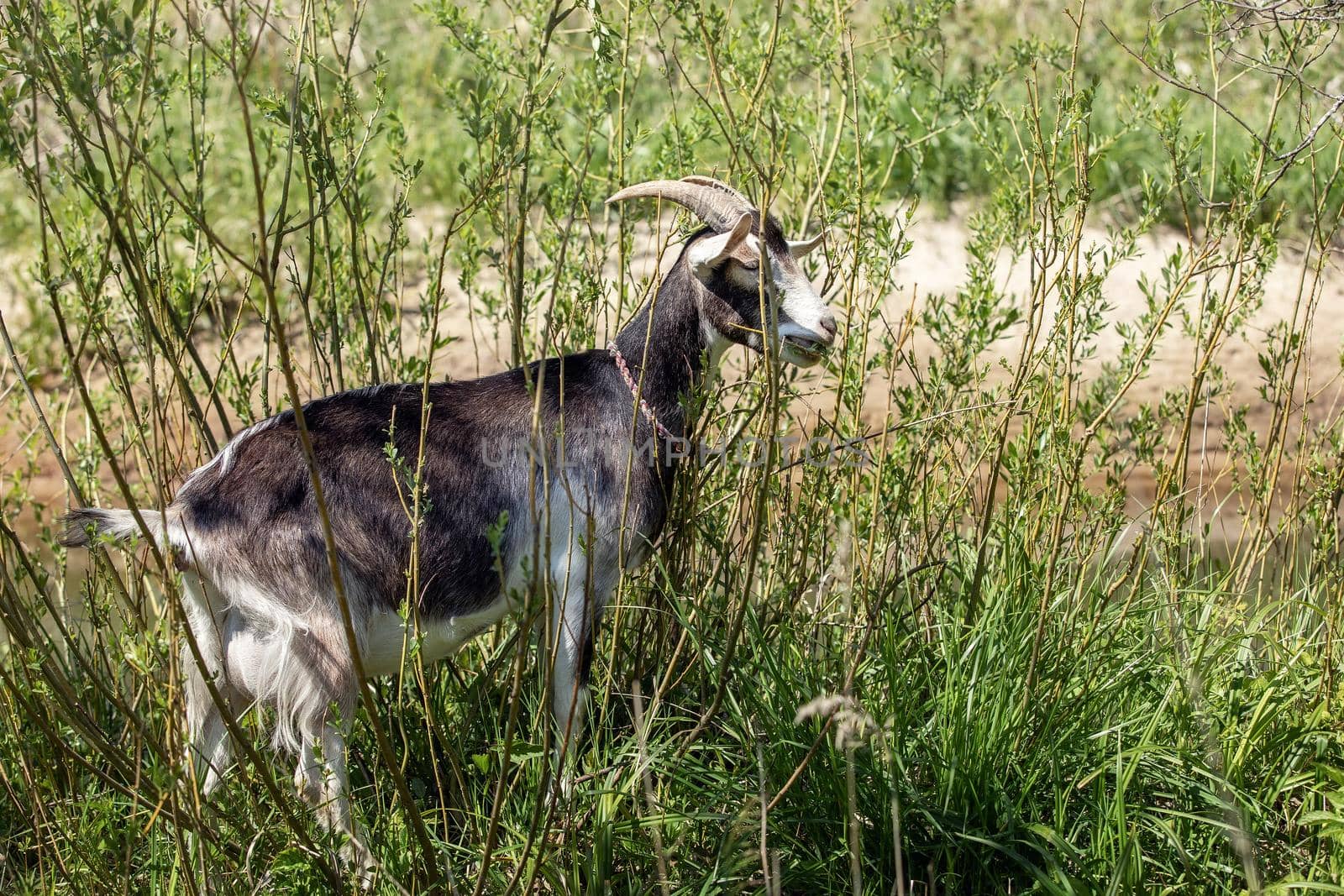 A goat in the shrubs - stock photo by Lincikas