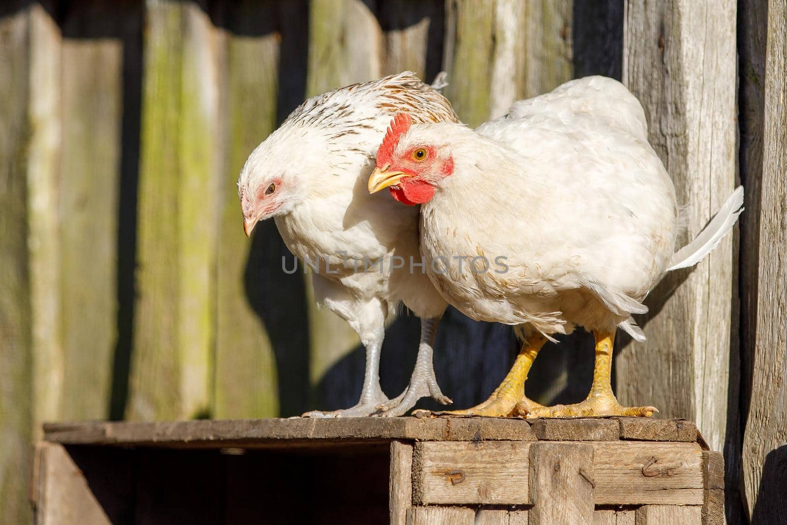 A couple of white chickens are getting ready to jump off wooden crates by Lincikas