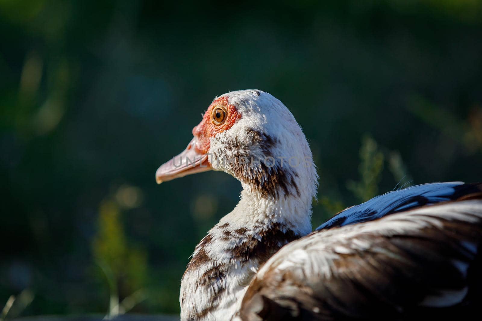 Portrait of a musk duck from behind, there is space for a note by Lincikas