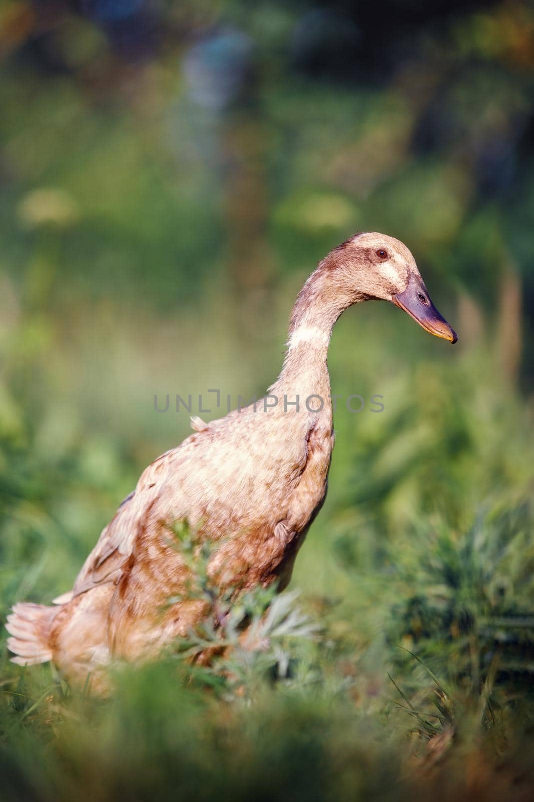 Indian runner brown, adult duck in a grassland by Lincikas