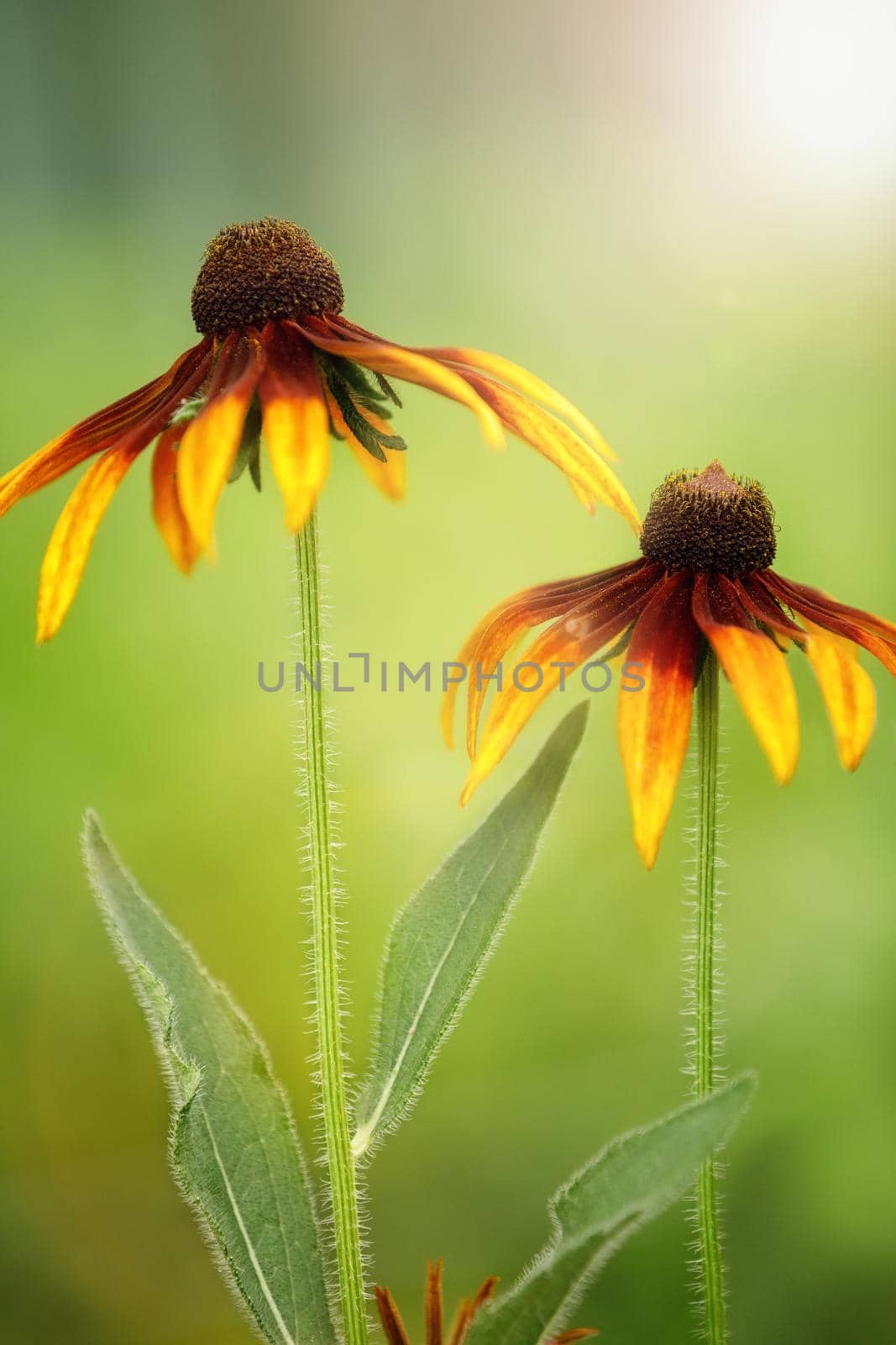 Rudbeckia flowers in the summer garden, closeup view. Gift card, copy space, vertical photo.