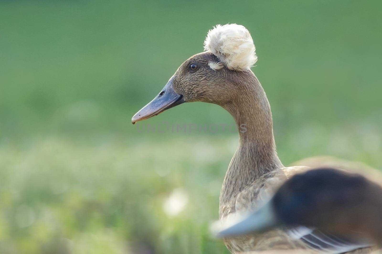 Portrait of a crested duck. A Crested Mallard Duck Closeup View. Lophonetta specularioides.