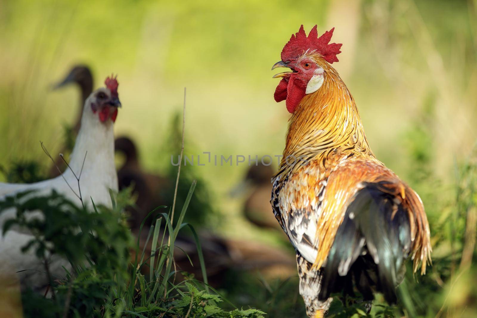 Beautiful Rooster standing on the grass in blurred nature green background, rooster going to crow.