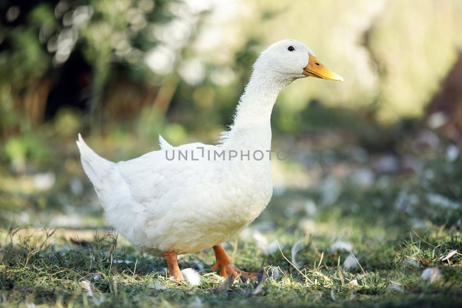 A white goose walks in the village courtyard on a sunny summer day.