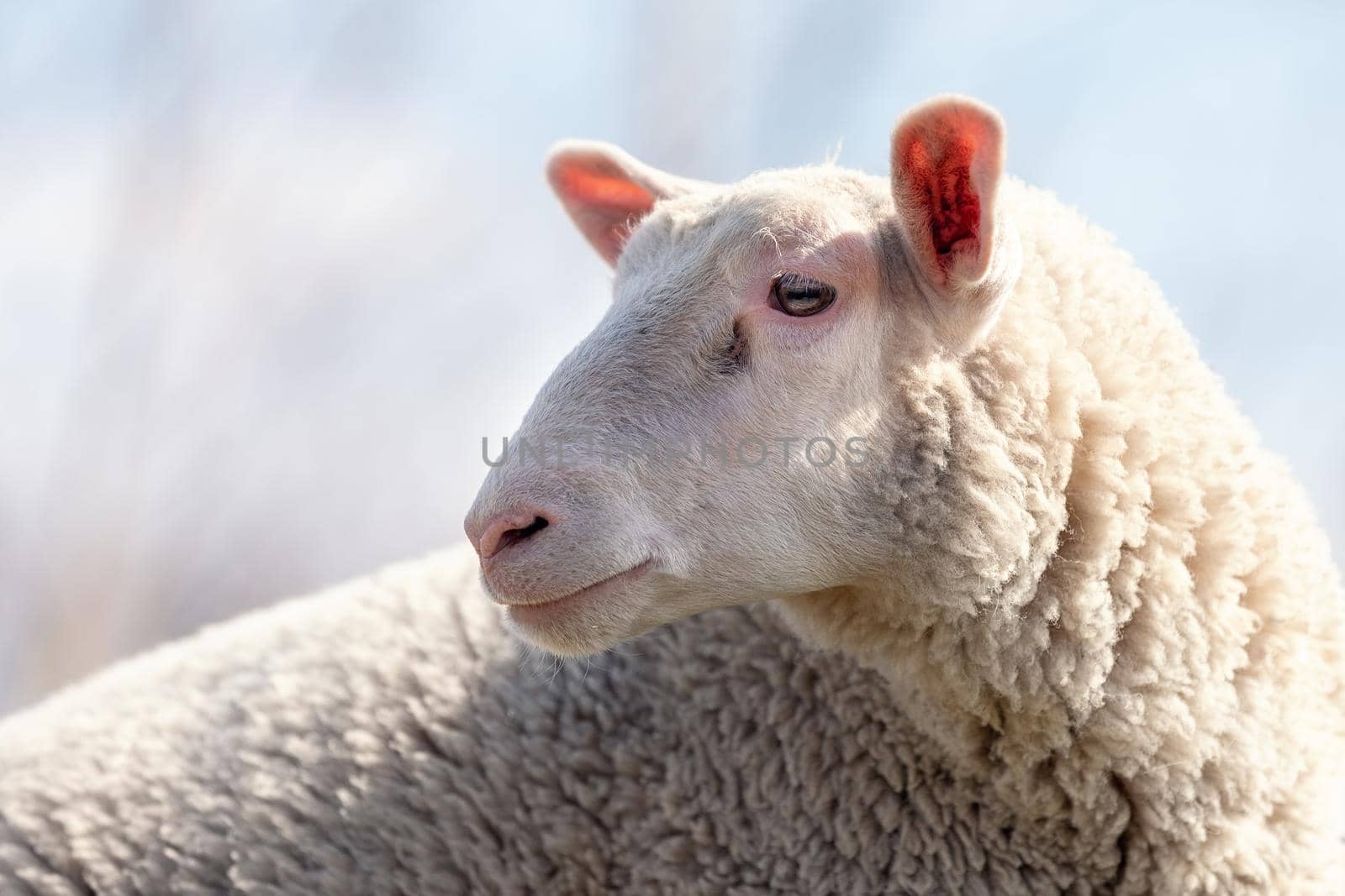 A beautiful portrait of a white sheep in close-up in a background of blue sky. Sheep's eyes, ears and wool are clearly depicted.