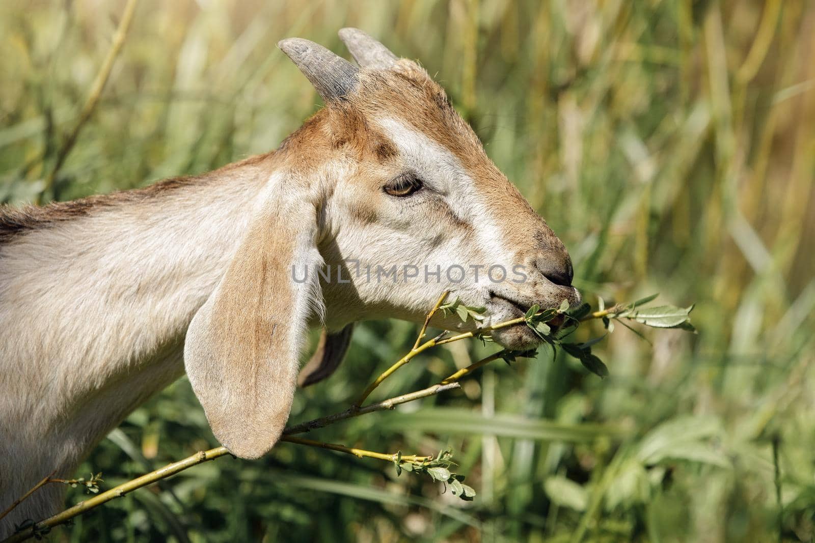 Brown goat with horns eats bush branches with small leaves by Lincikas