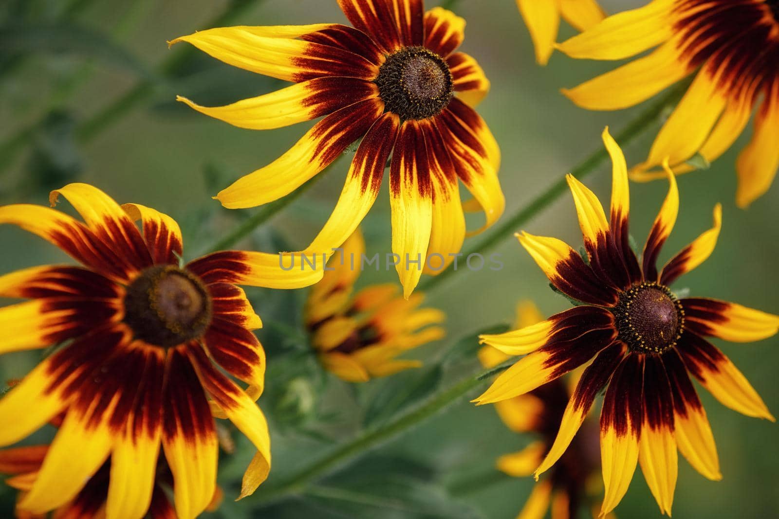 The black-eyed susan is a common wild flower that grows in warm summer months