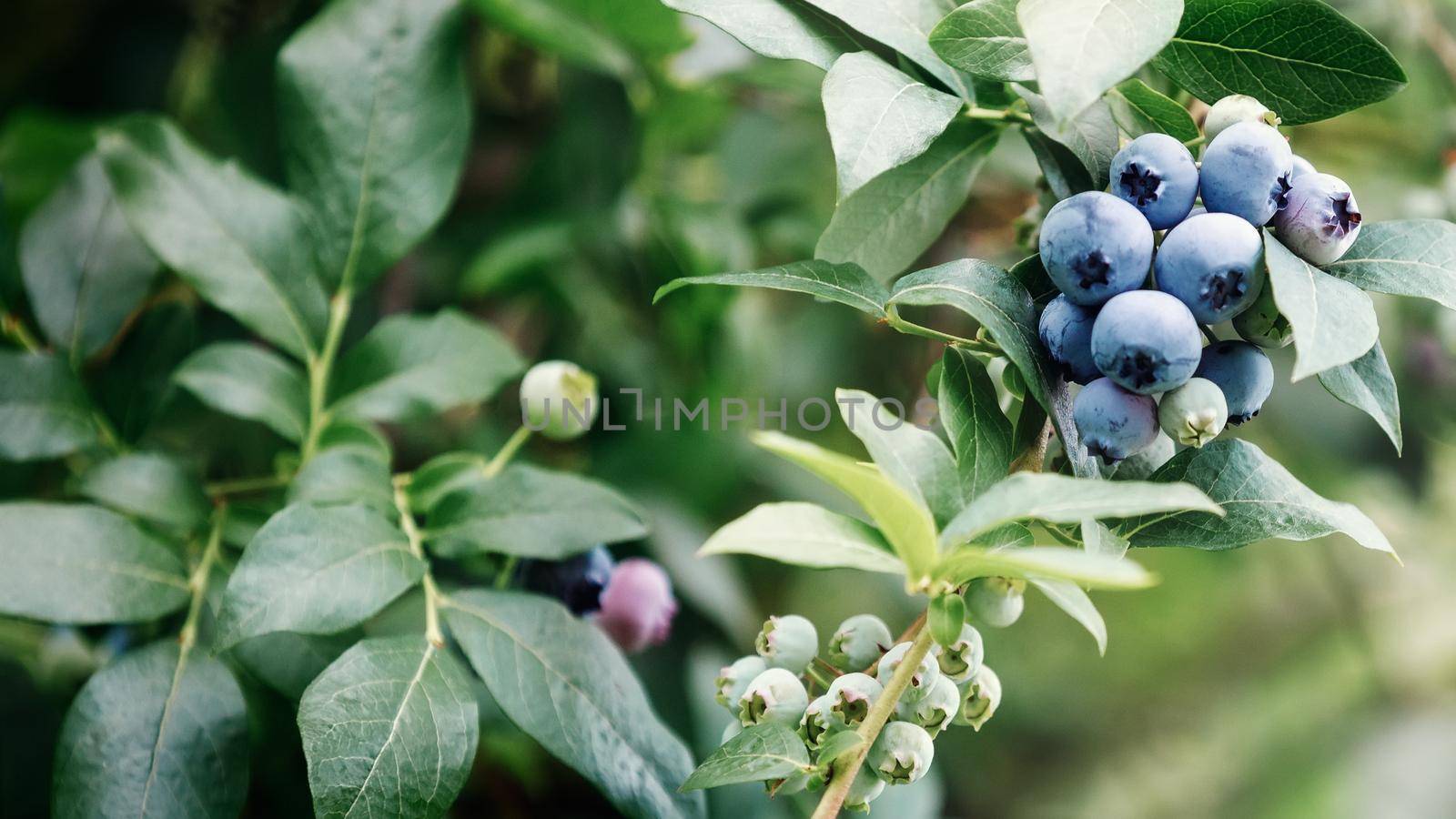 Close up of branch full of bio and organic blueberries (bilberry) in the farm