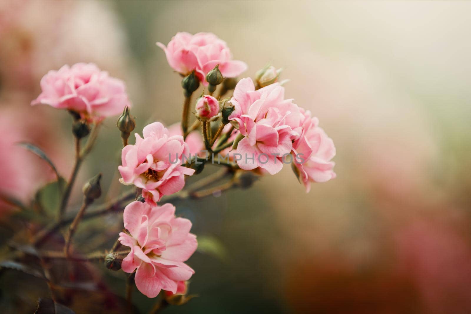 Beautiful close up photo of a lots of small flowers, pink rose flower heads, in the nice light bokeh background. Gift card, there is free space for text. by Lincikas