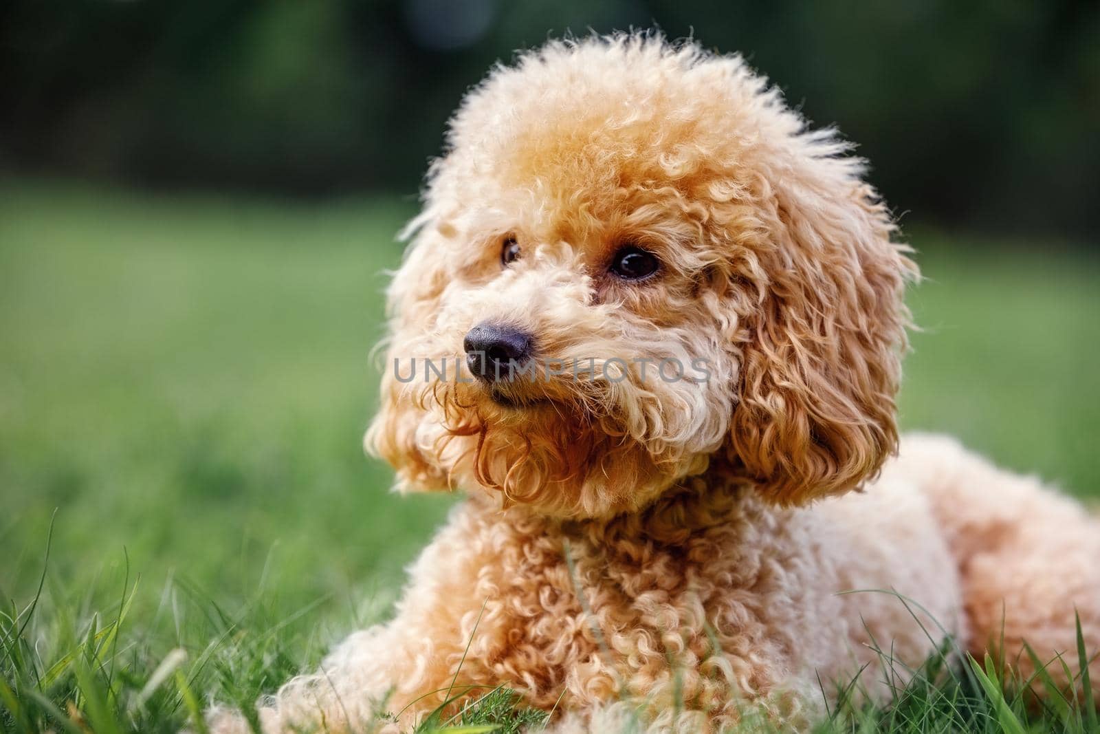 Small cute, puppy toy poodle on green grass.