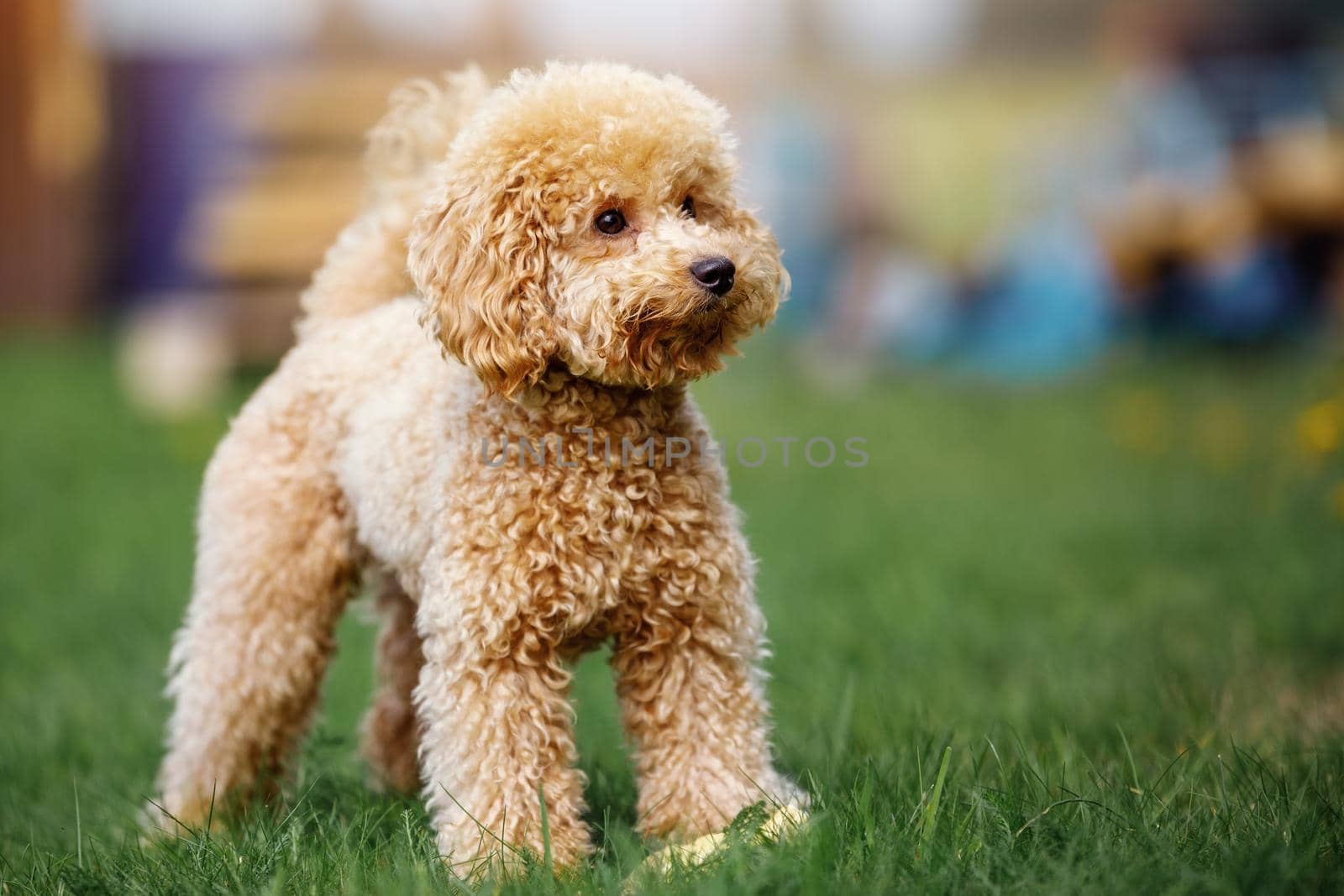 Cute small golden poodle standing on green lawn in the park. Happy dog.