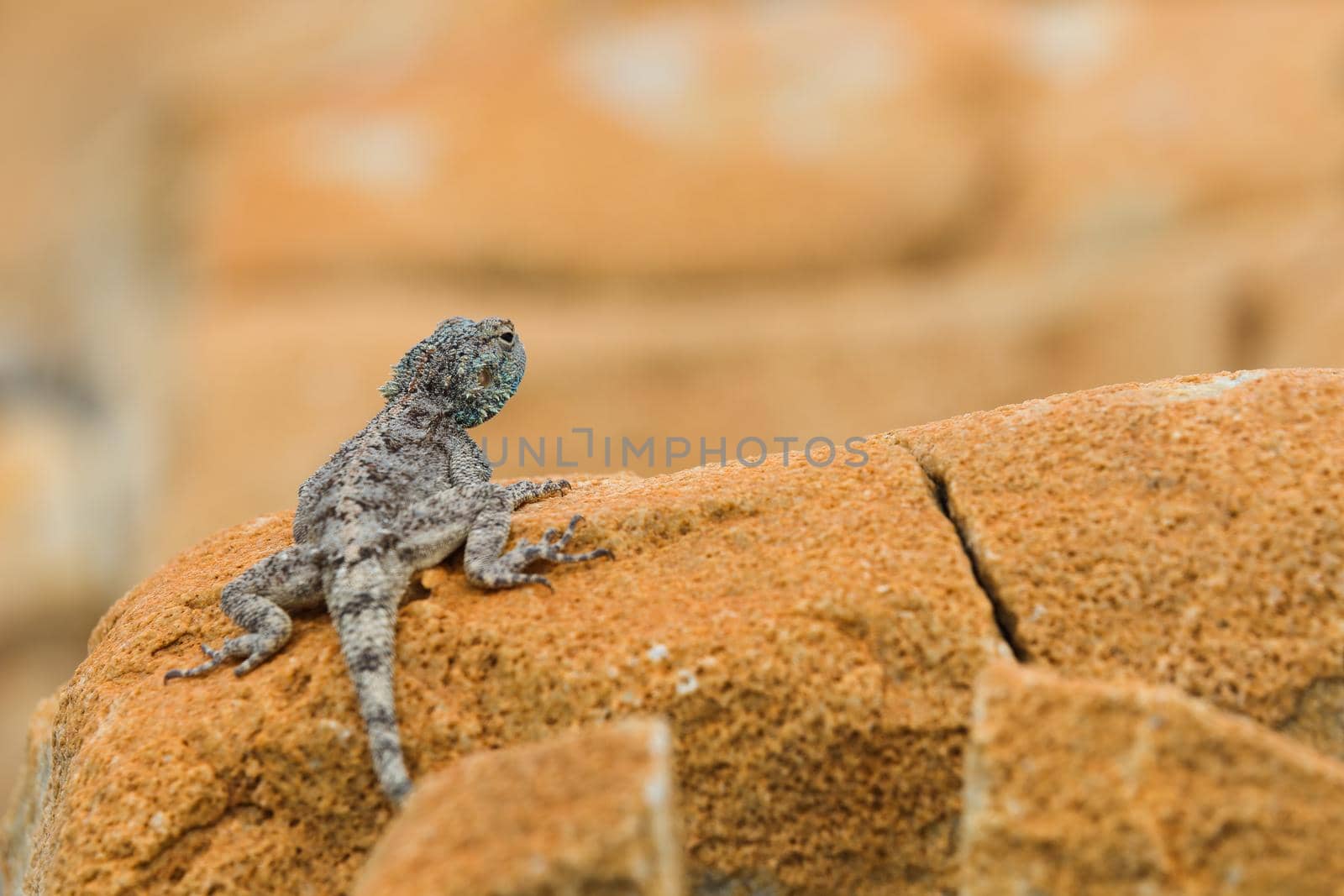 Southern rock agama lizard (Agama atra) on a sandstone boulder, Gouritsmond, South Africa