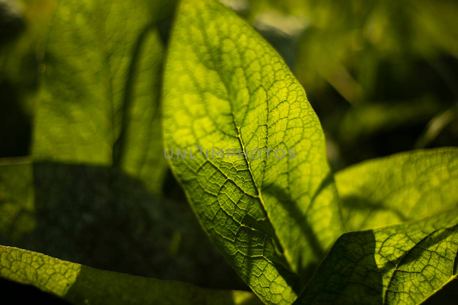 Burdock in sunlight. Details of nature. Summer colors. Green plant. Veins of large leaf. Warm light shines through leaf.