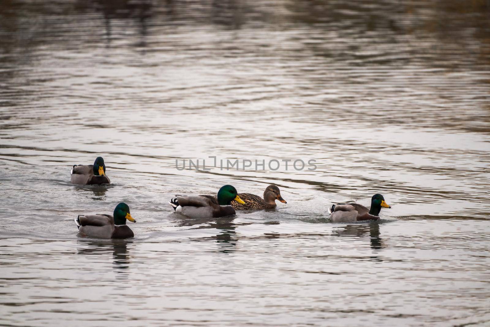 Several mallard ducks swim on the calm water of Lake Michigan. by lapse_life