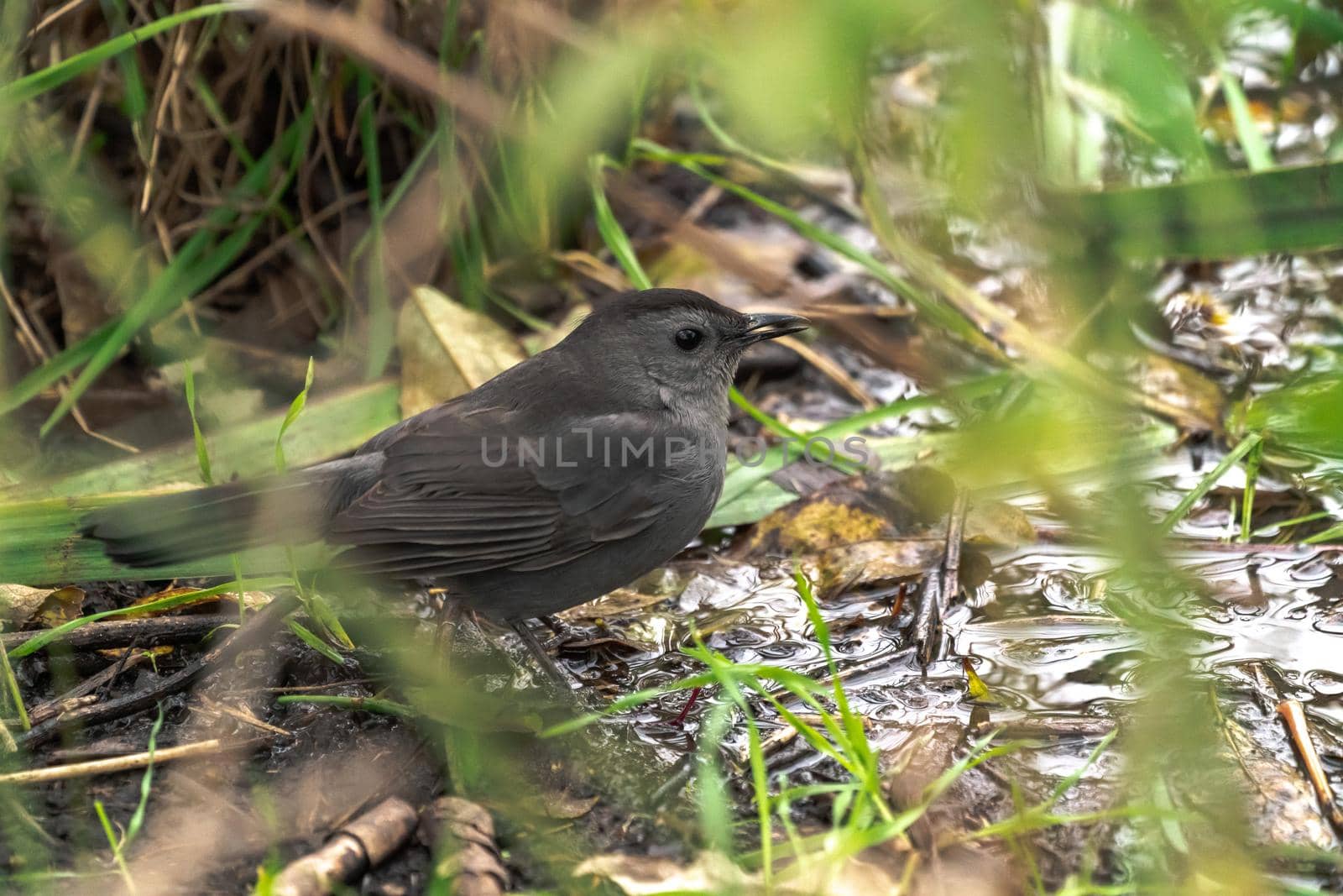A close up bird wildlife photograph of a gray catbird getting a drink of water from a stream in the Midwest.